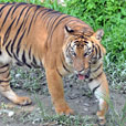 LokKawi Wildlife Park