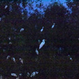 Weston Proboscis Monkey, Sunset & Fireflies Cruise