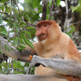 Borneo Cultural Village + Mangrove Cruise & Fireflies