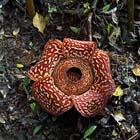 Tambunan Rafflesia Centre + Mangrove Cruise & Fireflies