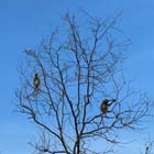 Tambunan Rafflesia Centre + Mangrove Cruise & Fireflies