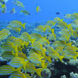 6D5N Layang Layang Island