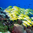 6D5N Layang Layang Island