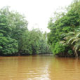 Mangrove River Safari