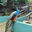 Jong Crocodile Farm & Mini Zoo