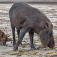 Bako National Park