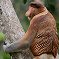 Bako National Park