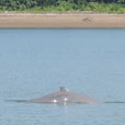 Mangrove & Irrawaddy Dolphin Watch