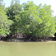 Mangrove & Irrawaddy Dolphin Watch