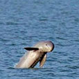 Mangrove & Irrawaddy Dolphin Watch