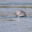 Mangrove & Irrawaddy Dolphin Watch