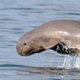 Mangrove & Irrawaddy Dolphin Watch