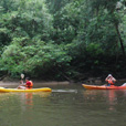 Kayaking In Rainforest Paradise