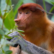 2D1N Bako National Park - Proboscis Monkey
