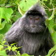 5D4N Kuching City + Semenggoh Orang Utan + Bako National Park + Longhouse Safari