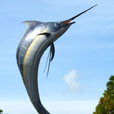 Labuan Half Day Tour