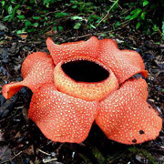 3D2N Danum Valley Rainforest Experience