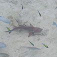 Payar Island Snorkeling – Beach Package