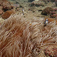 Payar Island – Discover Scuba Dive (DSD) For Non-Cert Diver