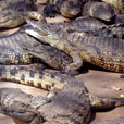 Miri Crocodile Farm + Mini Zoo