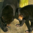 Miri Crocodile Farm + Mini Zoo