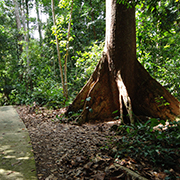 Niah National Park  - Niah Cave + Tusan Beach Tours