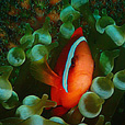 Miri Fun Dive (Miri-Sibuti Coral Reefs National Park) - For Cert Diver