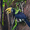 Miri City + Piasau Nature Reserve