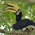 Miri City + Piasau Nature Reserve