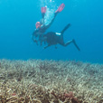 5D4N Luconia Shoals Diving (Liveaboard)