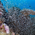 5D4N Luconia Shoals Diving (Liveaboard)