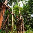 4D3N Miri City + Niah Cave + Borneo Tropical Rainforest