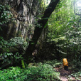 4D3N Mulu Caves + Pinnacles