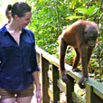 Sepilok Orang Utan Rehabilitation Centre