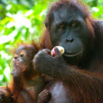 Sepilok Orang Utan Rehabilitation Centre