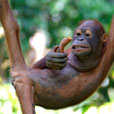 Sepilok Orang Utan Rehabilitation Centre