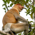 Kinabatangan River