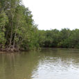 Fireflies and Mangroves Cruise
