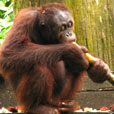 2D1N Sepilok Orang Utan + Kinabatangan River