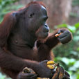 2D1N Sepilok Orang Utan + Kinabatangan River