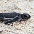 2D1N Selingan Island (Turtle Island)