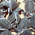 2D1N Selingan Island (Turtle Island)