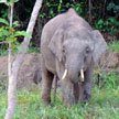 3D2N Sepilok Orang Utan + Kinabatangan River