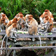3D2N Kinabatangan River