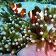 3D2N / 4D3N Lankayan Island: Lankayan Island Dive Resort