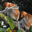2D1N Selingan Turtle Island & Sepilok Orang Utan