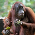 3D2N Selingan Turtle Island & Sepilok Orang Utan + Kinabatangan River