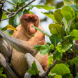3D2N Sandakan Historical + Wildlife Tour