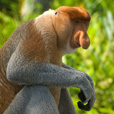 4D3N Sandakan Historical + Wildlife Tour + Selingan Island