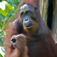 4D3N Sandakan Historical + Wildlife Tour + Selingan Island